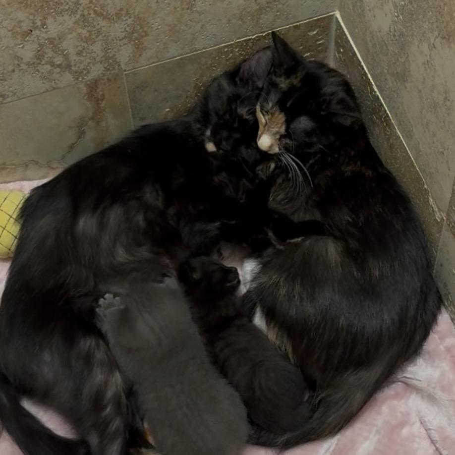 A26-080 noelle, Adoptable, Young Female Domestic Short Hair.