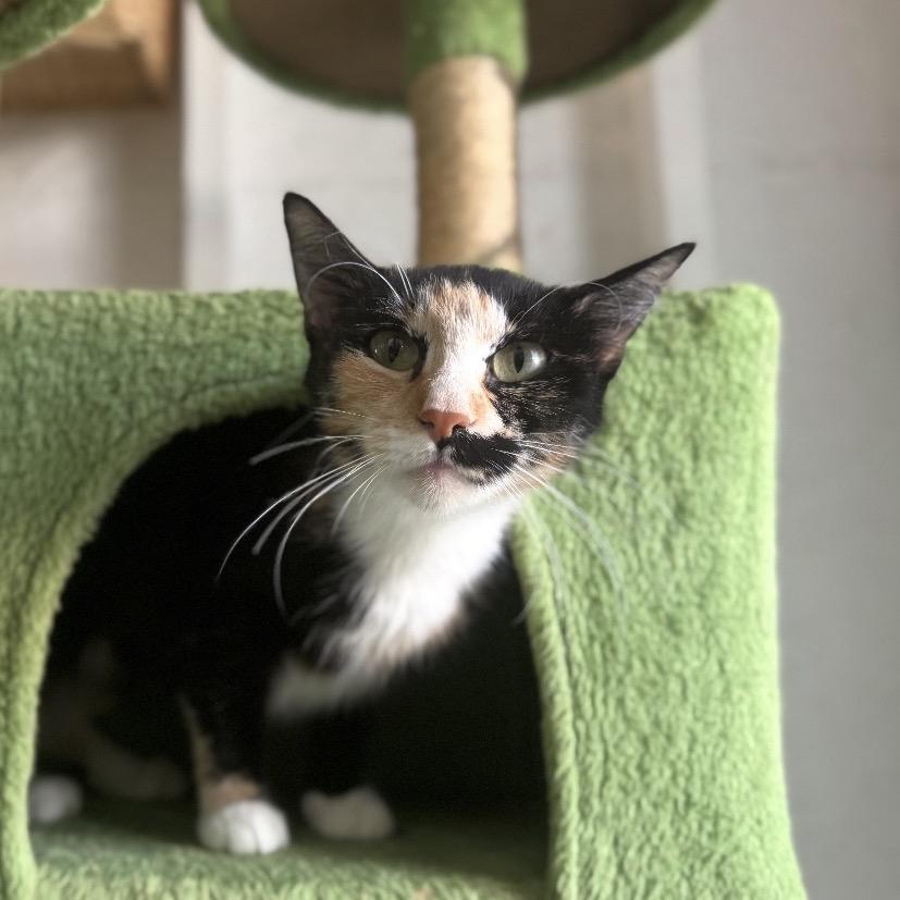 A26-080 noelle, a Adoptable Domestic Short Hair in SANTA ROSA BEACH, FL image 2/5