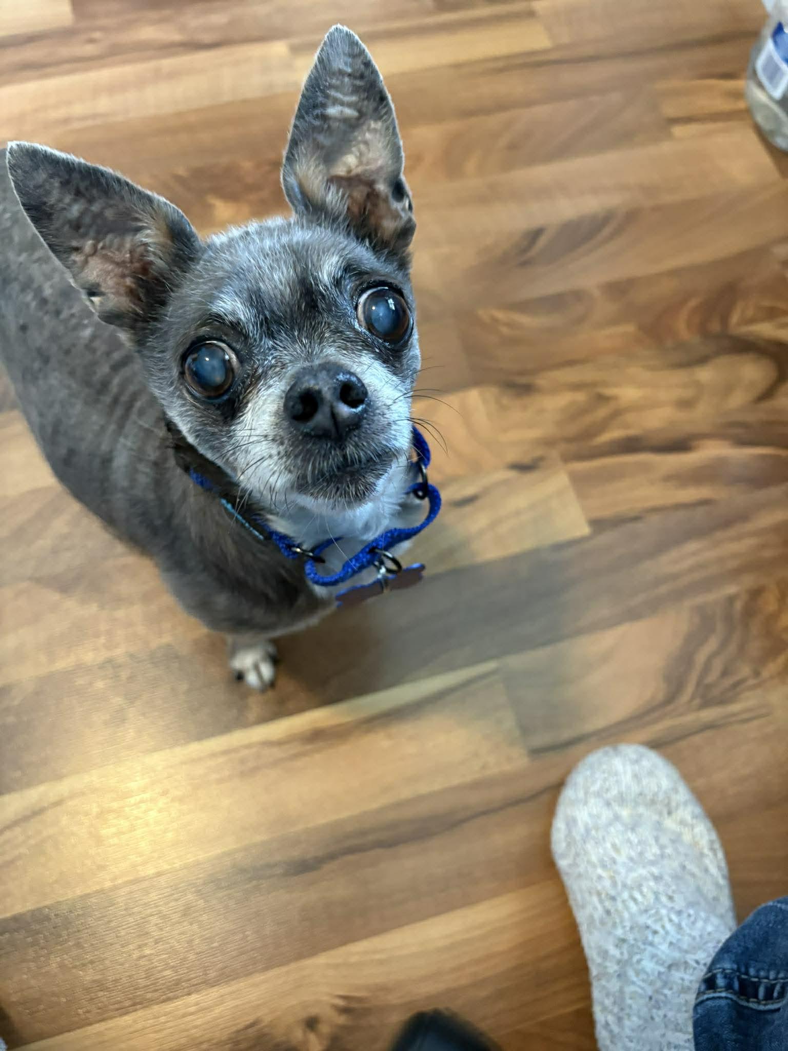 Enlarge Landry, a ADOPTABLE mixed breed in De Pere, WI image 3/4