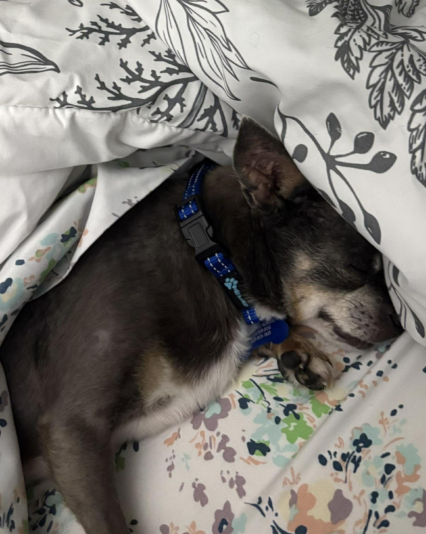 Enlarge Landry, a ADOPTABLE mixed breed in De Pere, WI image 4/4