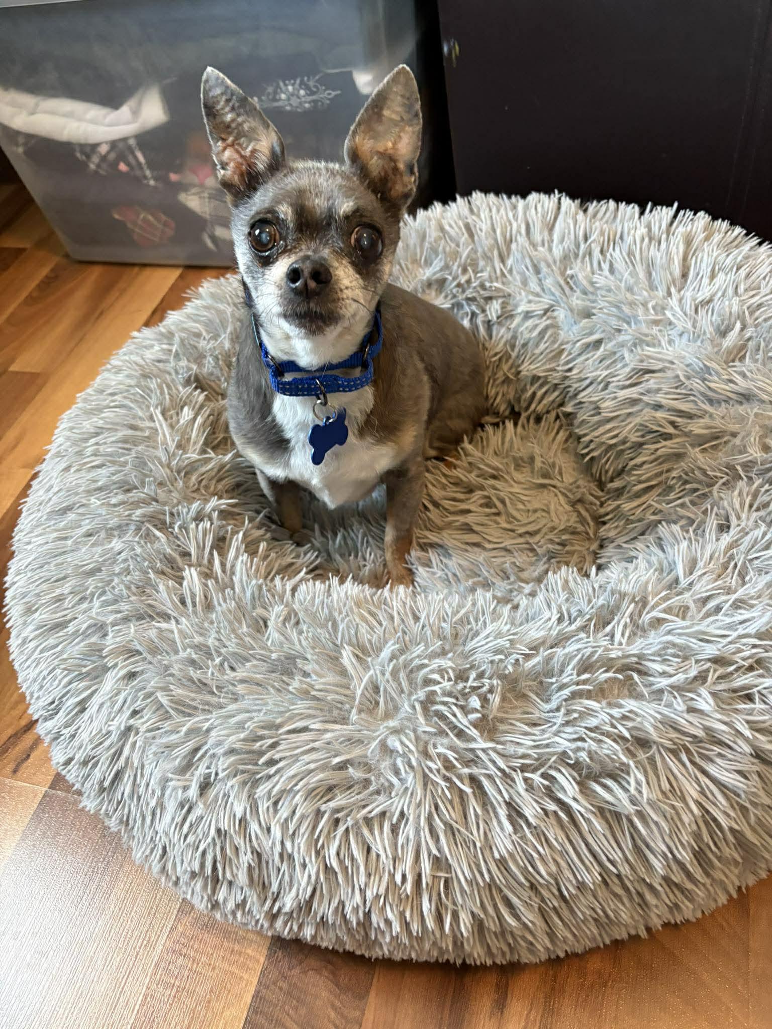 Enlarge Landry, a ADOPTABLE mixed breed in De Pere, WI image 2/4