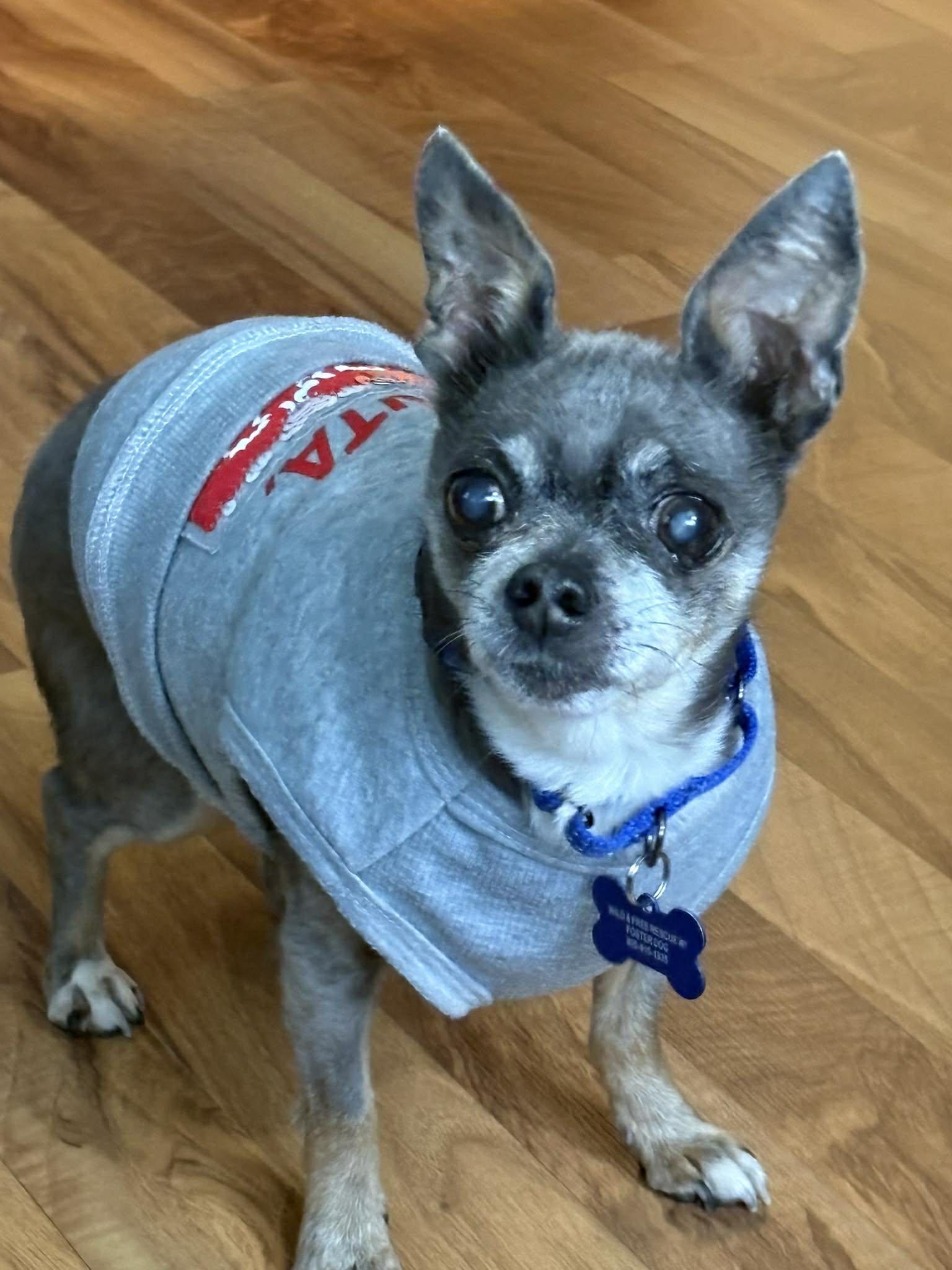 Enlarge Landry, a ADOPTABLE mixed breed in De Pere, WI image 1/4