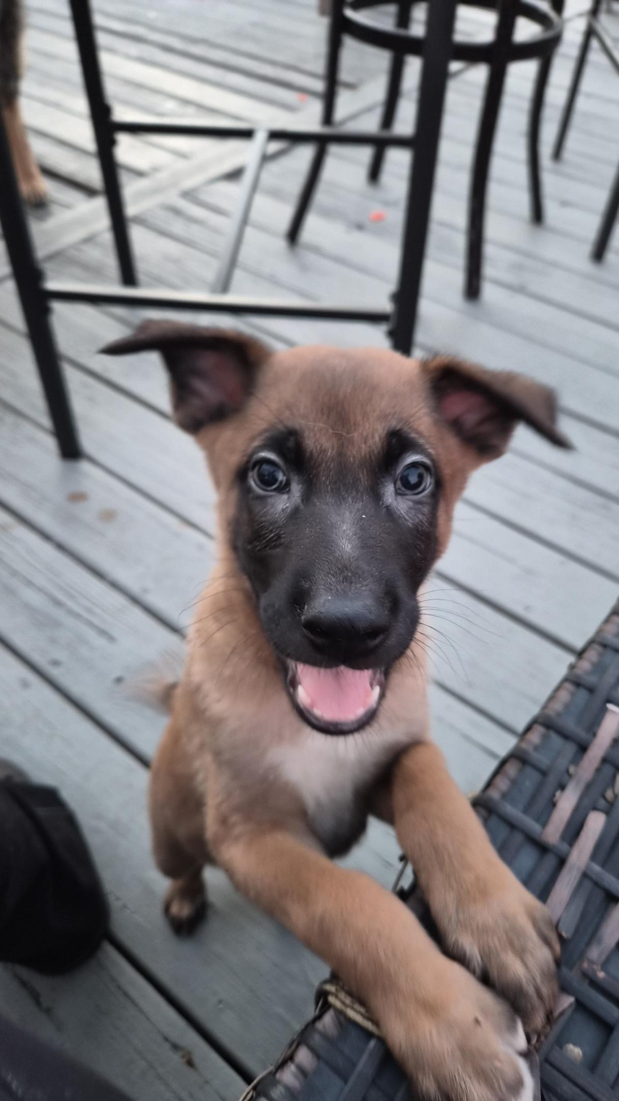 Enlarge Ghent, an adopted Belgian Shepherd / Malinois in Orlando, FL image 4/6