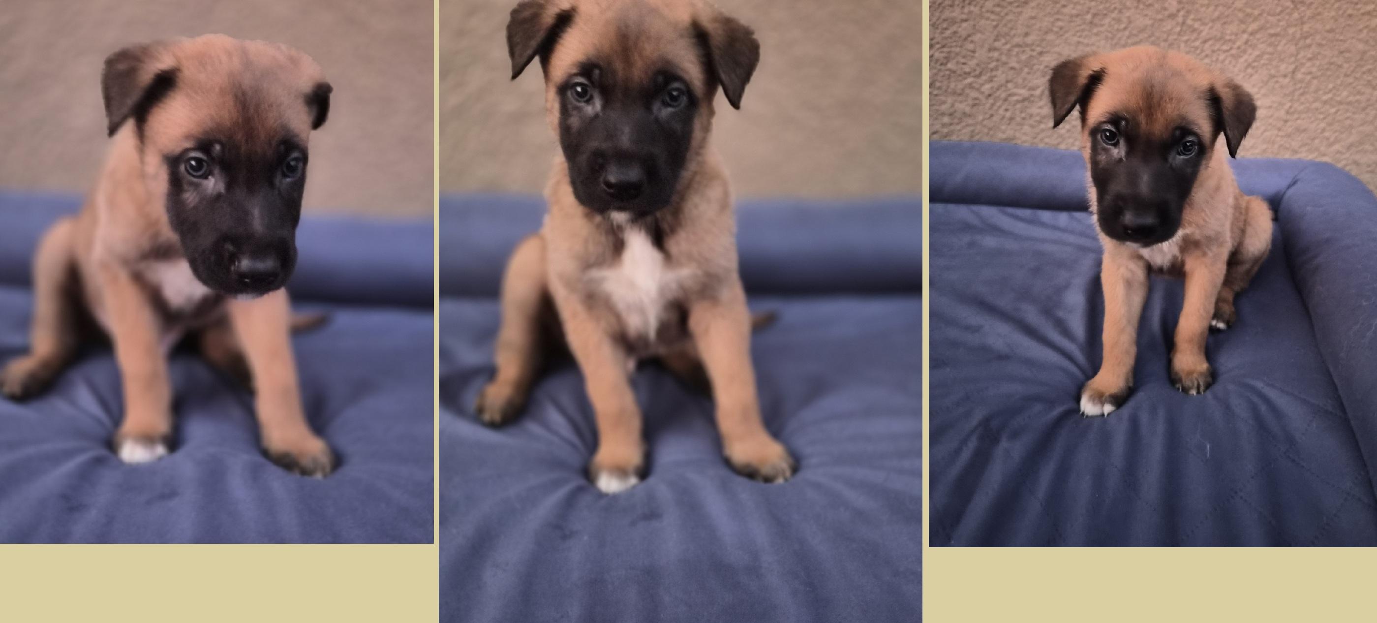 Enlarge Ghent, an adopted Belgian Shepherd / Malinois in Orlando, FL image 6/6