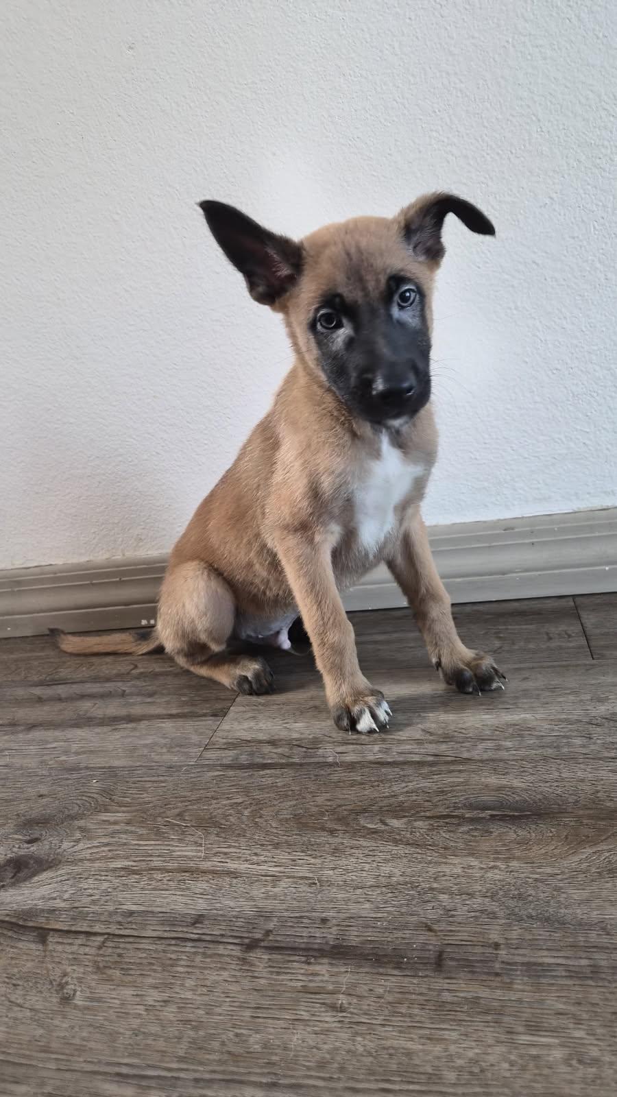 Enlarge Ghent, an adopted Belgian Shepherd / Malinois in Orlando, FL image 3/6