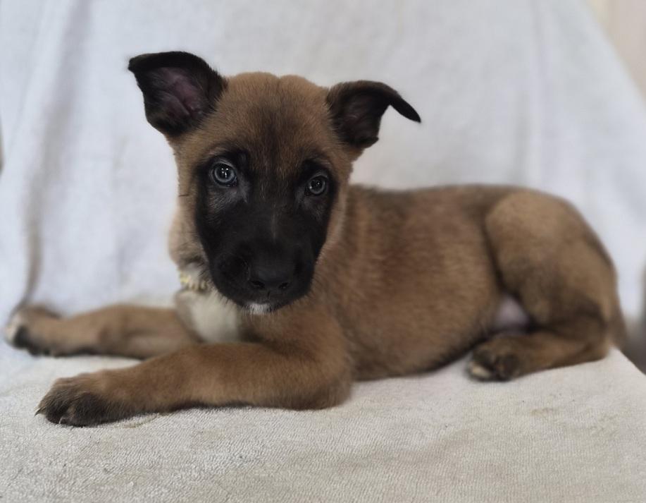 Enlarge Ghent, an adopted Belgian Shepherd / Malinois in Orlando, FL image 5/6