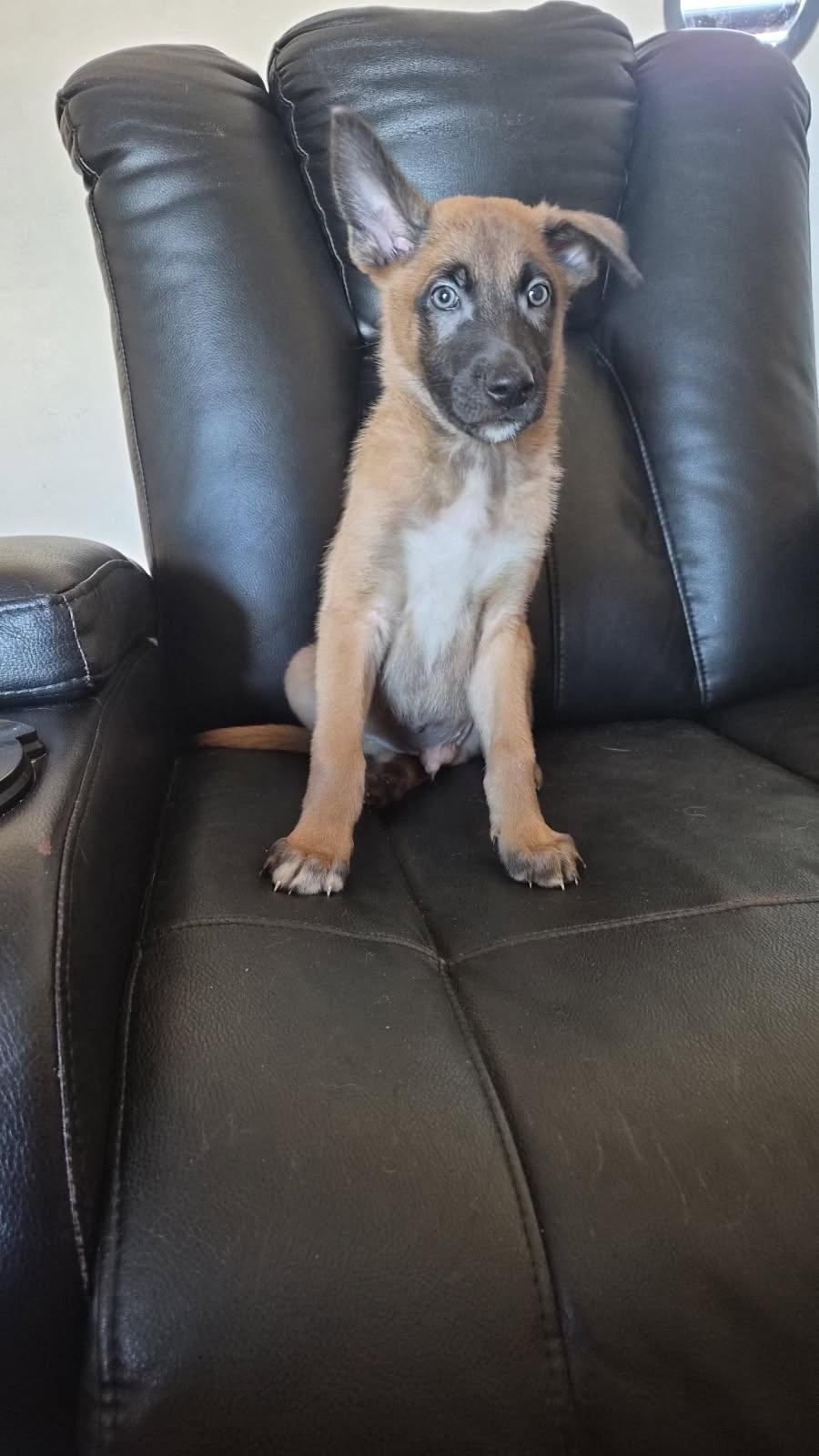Enlarge Ghent, an adopted Belgian Shepherd / Malinois in Orlando, FL image 2/6