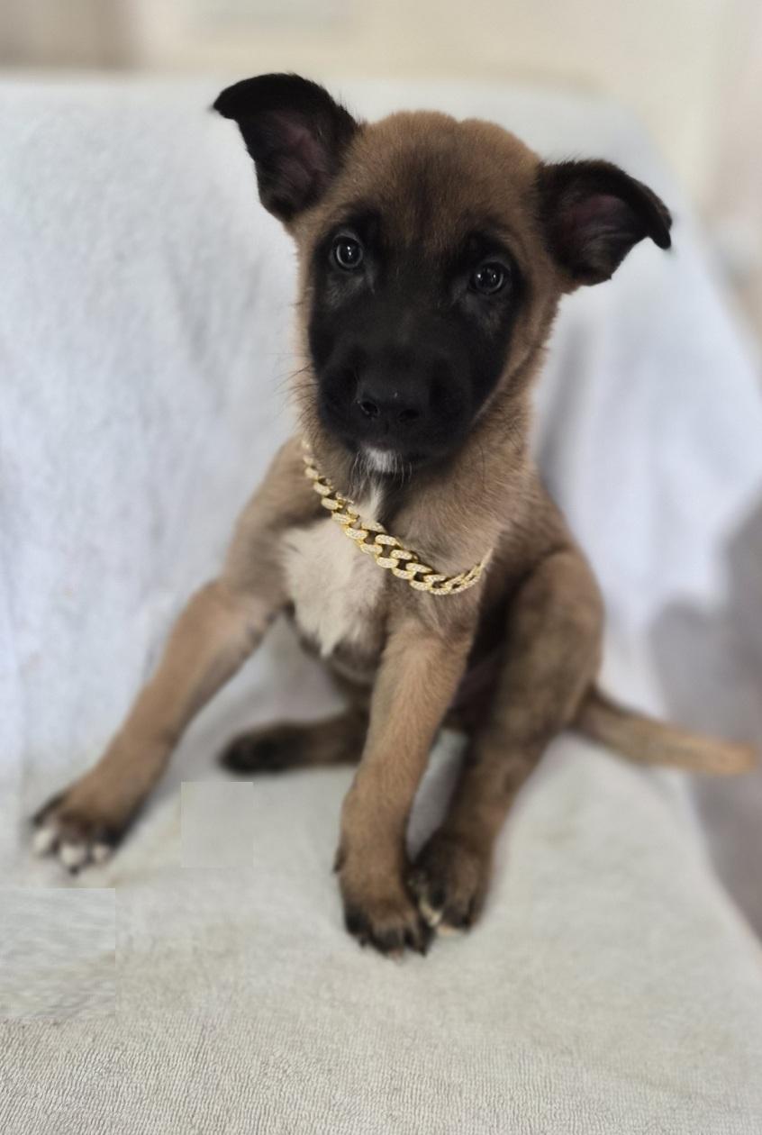 Enlarge Ghent, an adopted Belgian Shepherd / Malinois in Orlando, FL image 1/6