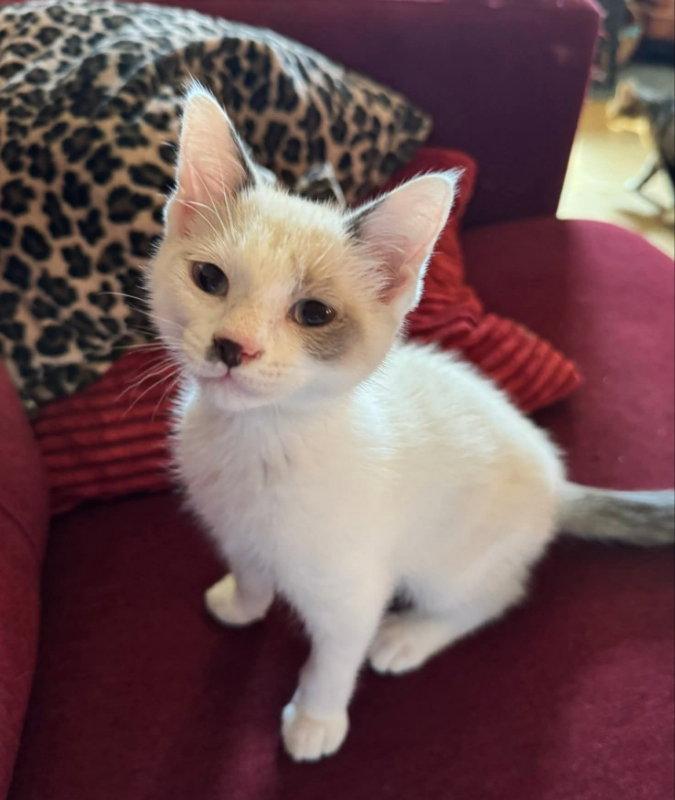 Lucky, Adopted, Young Male Snowshoe.