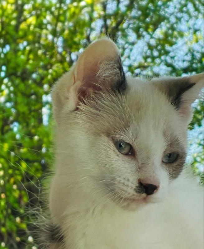 Enlarge Lucky, a Adopted Snowshoe in Knoxville, TN image 2/2