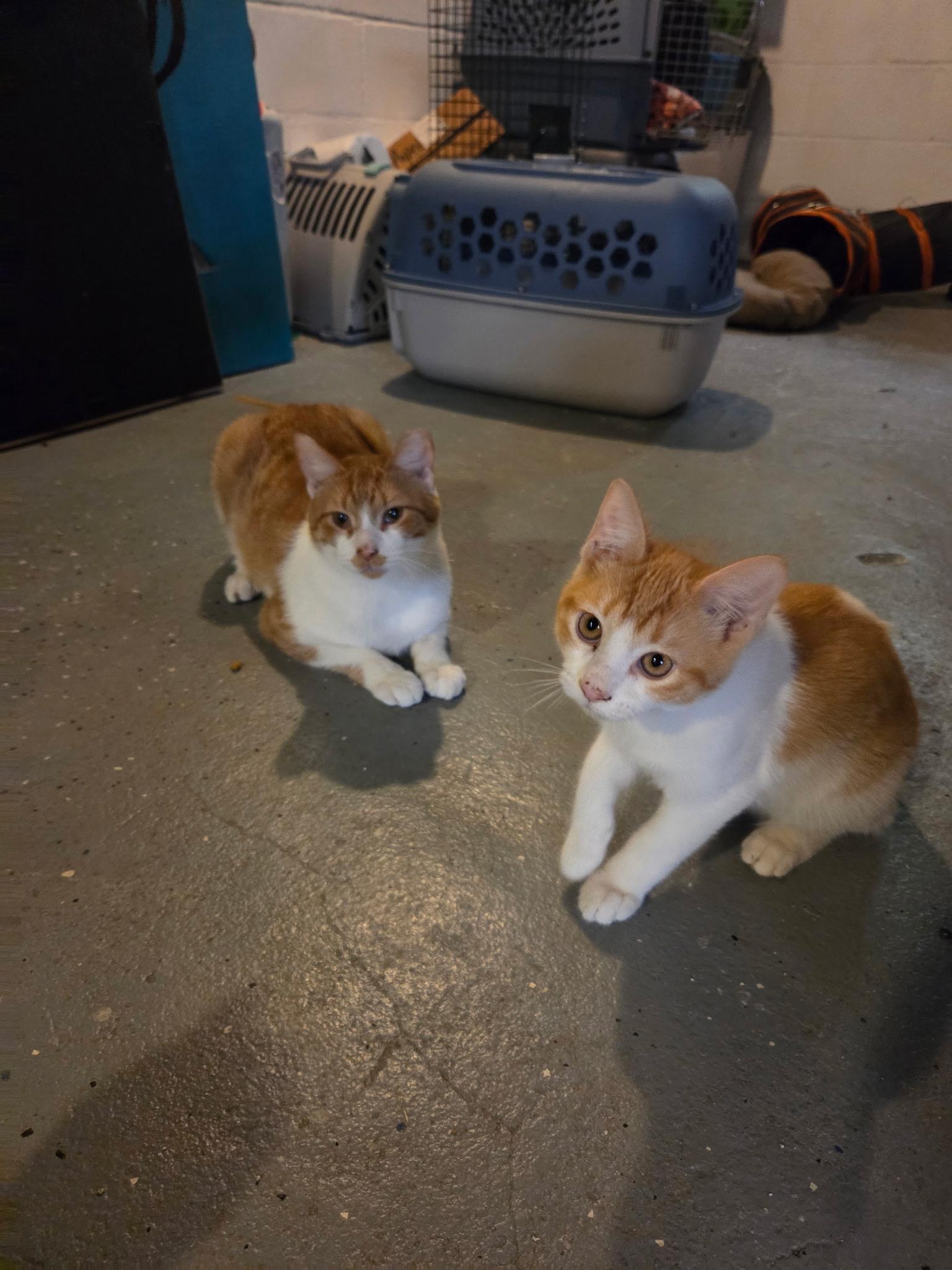 Hazmat, a Adoptable Domestic Short Hair in Milwaukee, WI image 5/6