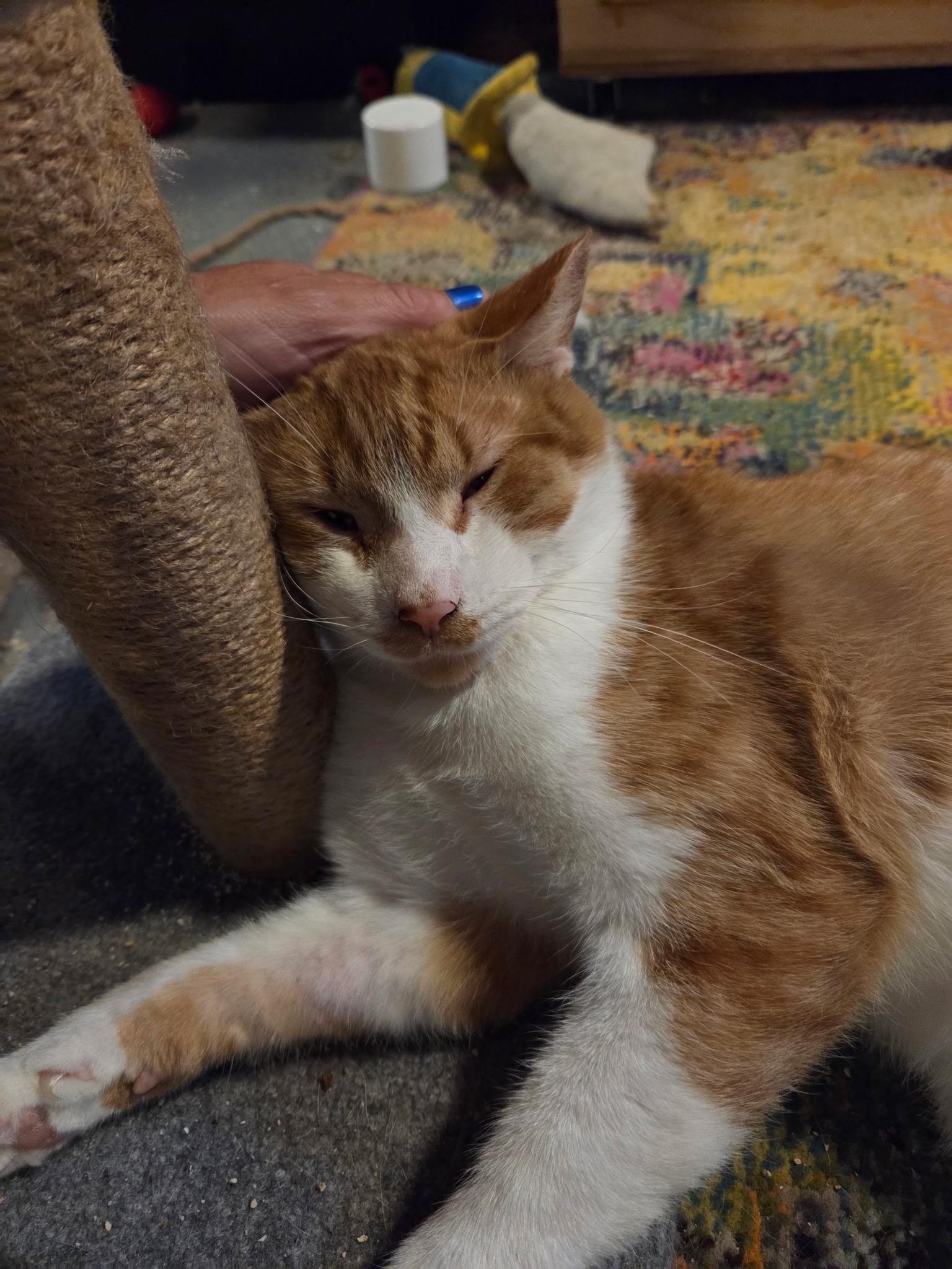 Hazmat, a Adoptable Domestic Short Hair in Milwaukee, WI image 3/6