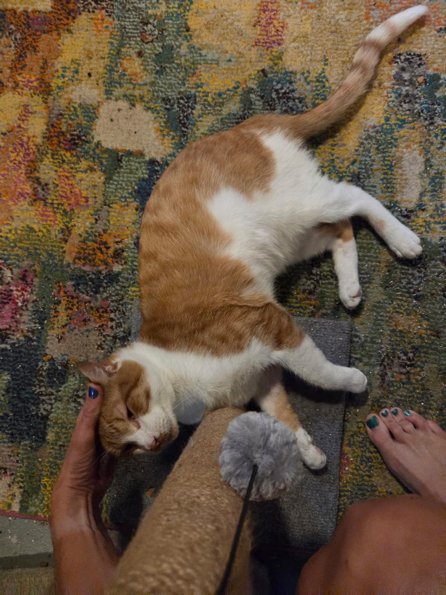 Hazmat, a Adoptable Domestic Short Hair in Milwaukee, WI image 6/6