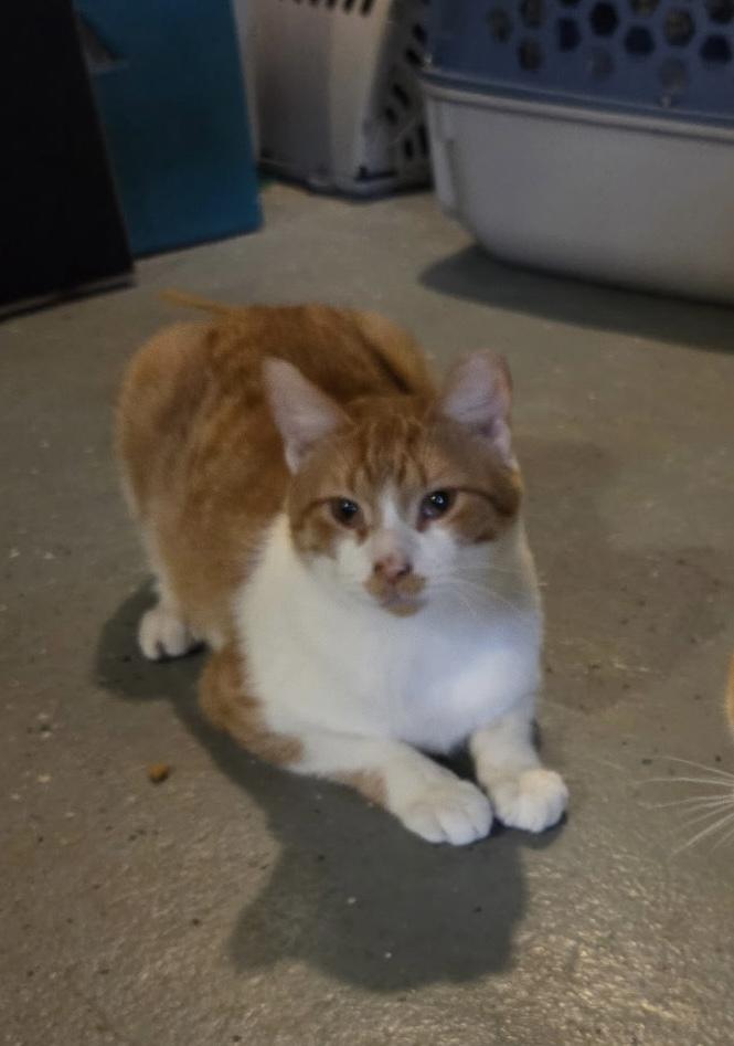 Hazmat, Adoptable, Adult Male Domestic Short Hair.