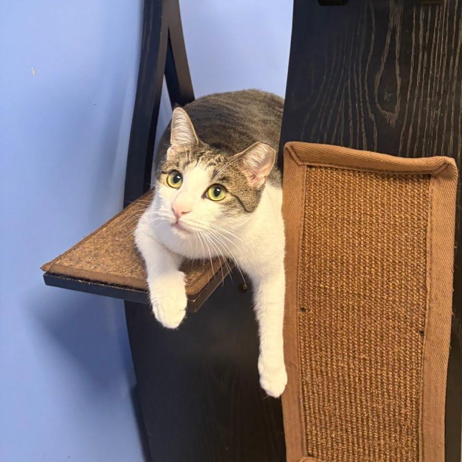 Sunny, a Adoptable Domestic Short Hair in Brooklyn, NY image 5/6