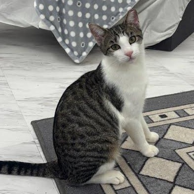 Sunny, a Adoptable Domestic Short Hair in Brooklyn, NY image 2/4