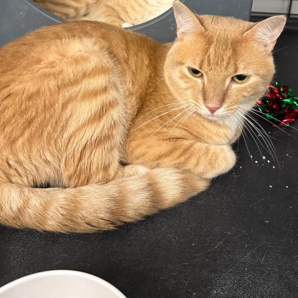 Big Red, Adoptable, Young Male Domestic Short Hair.