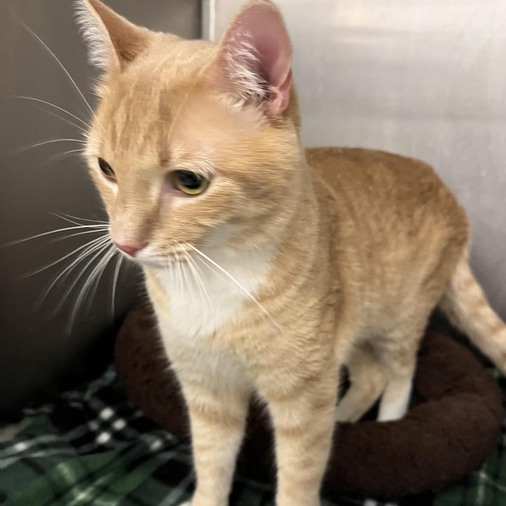 Enlarge Big Red, a Adoptable Domestic Short Hair in Houston, TX image 2/2