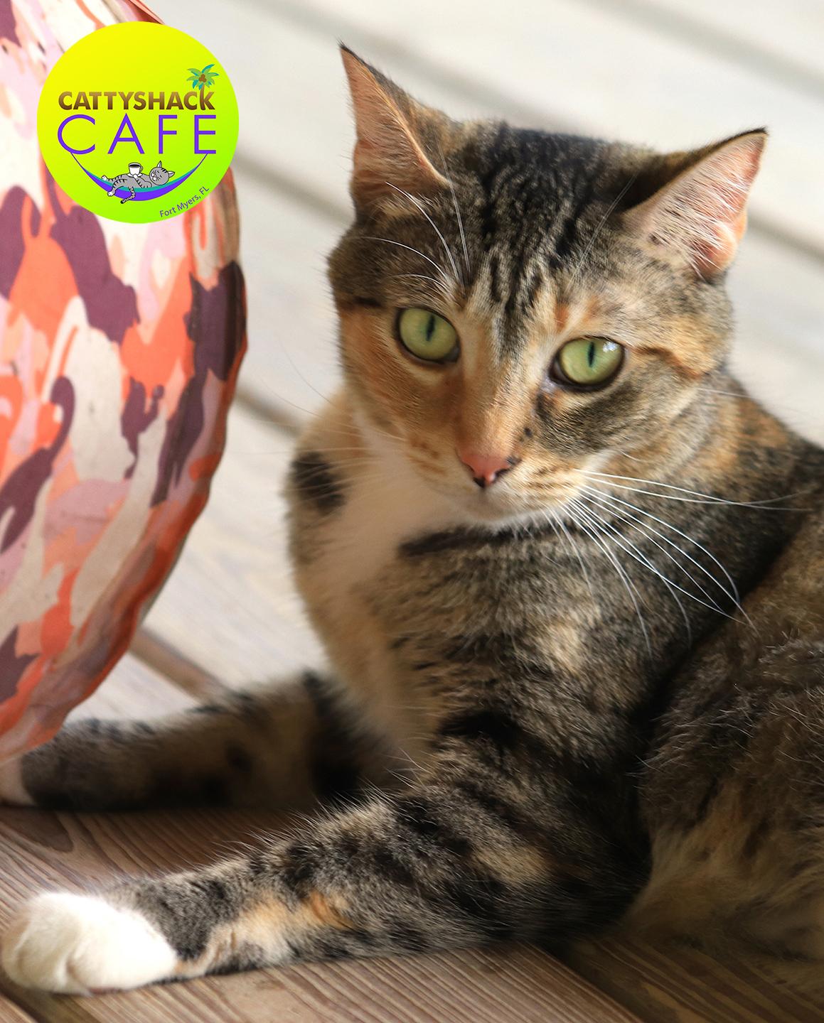 Rascal- CSC, Young Female Domestic Short Hair