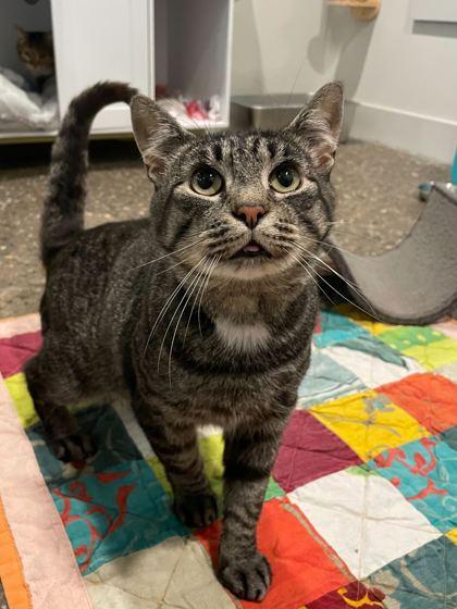 Enlarge Nintendo (Bonded to Quill), a Adoptable Domestic Short Hair in Louisville, KY image 1/2