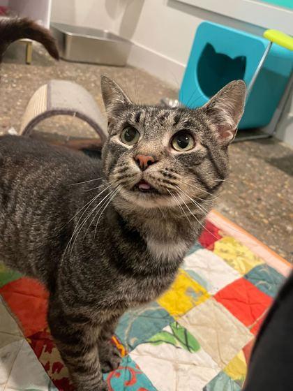 Enlarge Nintendo, a Adoptable Domestic Short Hair in Louisville, KY image 1/2