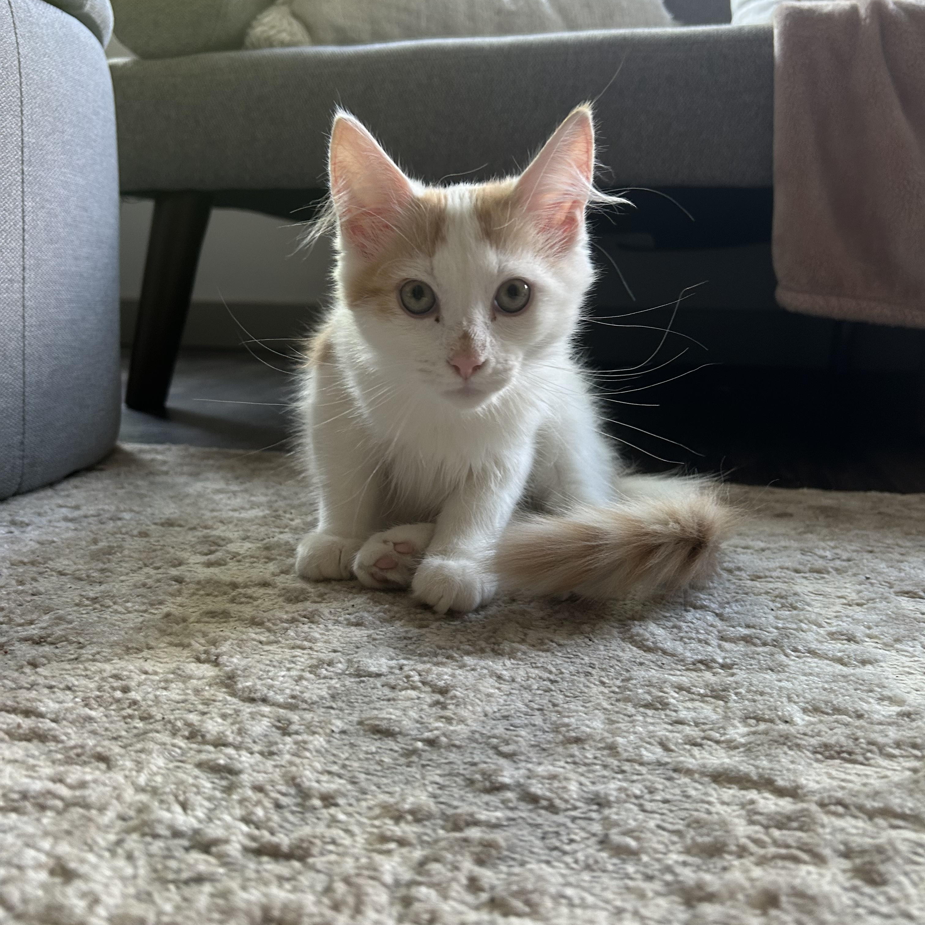 Ollie, Young Male Maine Coon