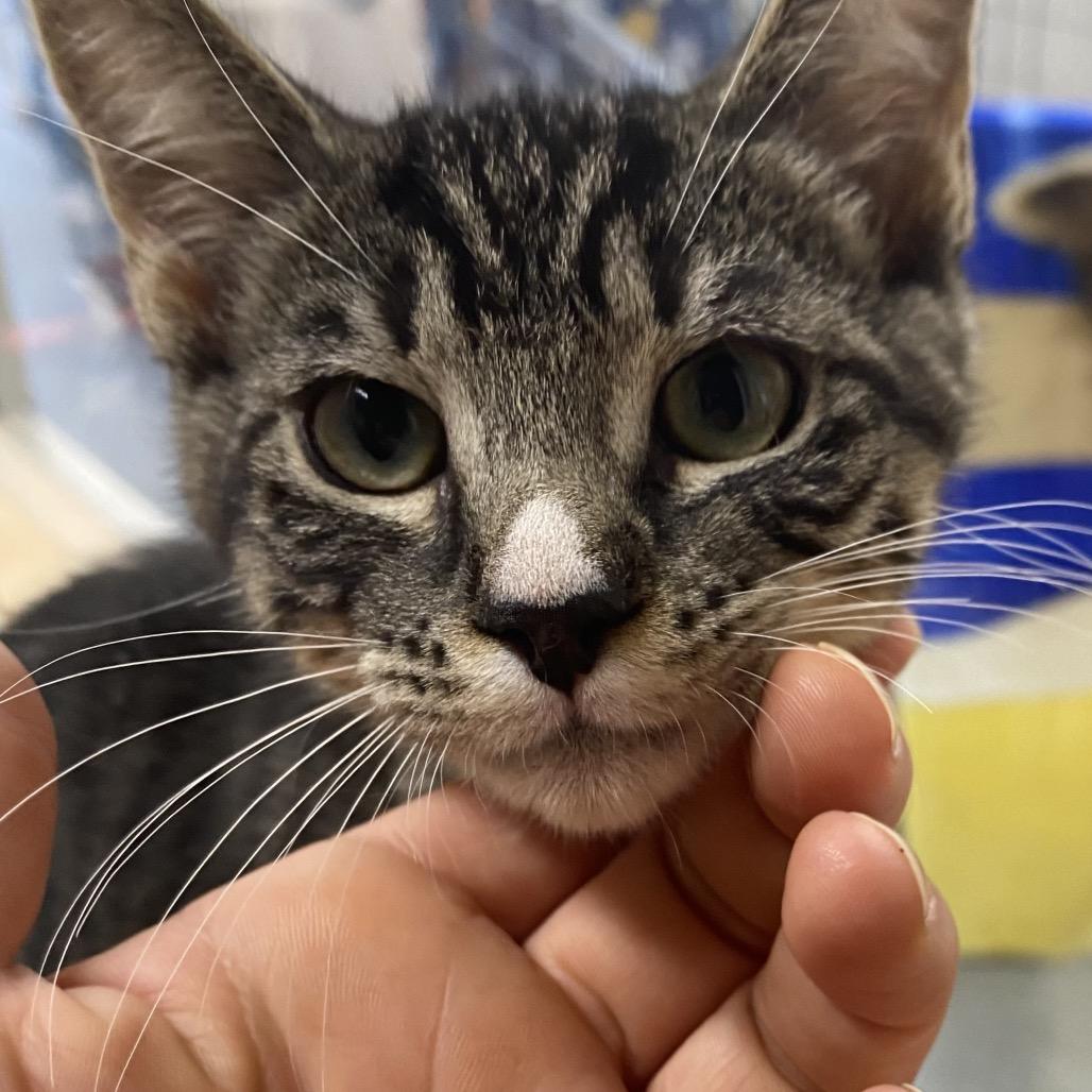 Enlarge Tulip, a Adoptable Domestic Short Hair in Blairsville, GA image 1/6