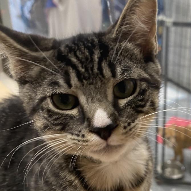 Enlarge Tulip, a Adoptable Domestic Short Hair in Blairsville, GA image 2/6