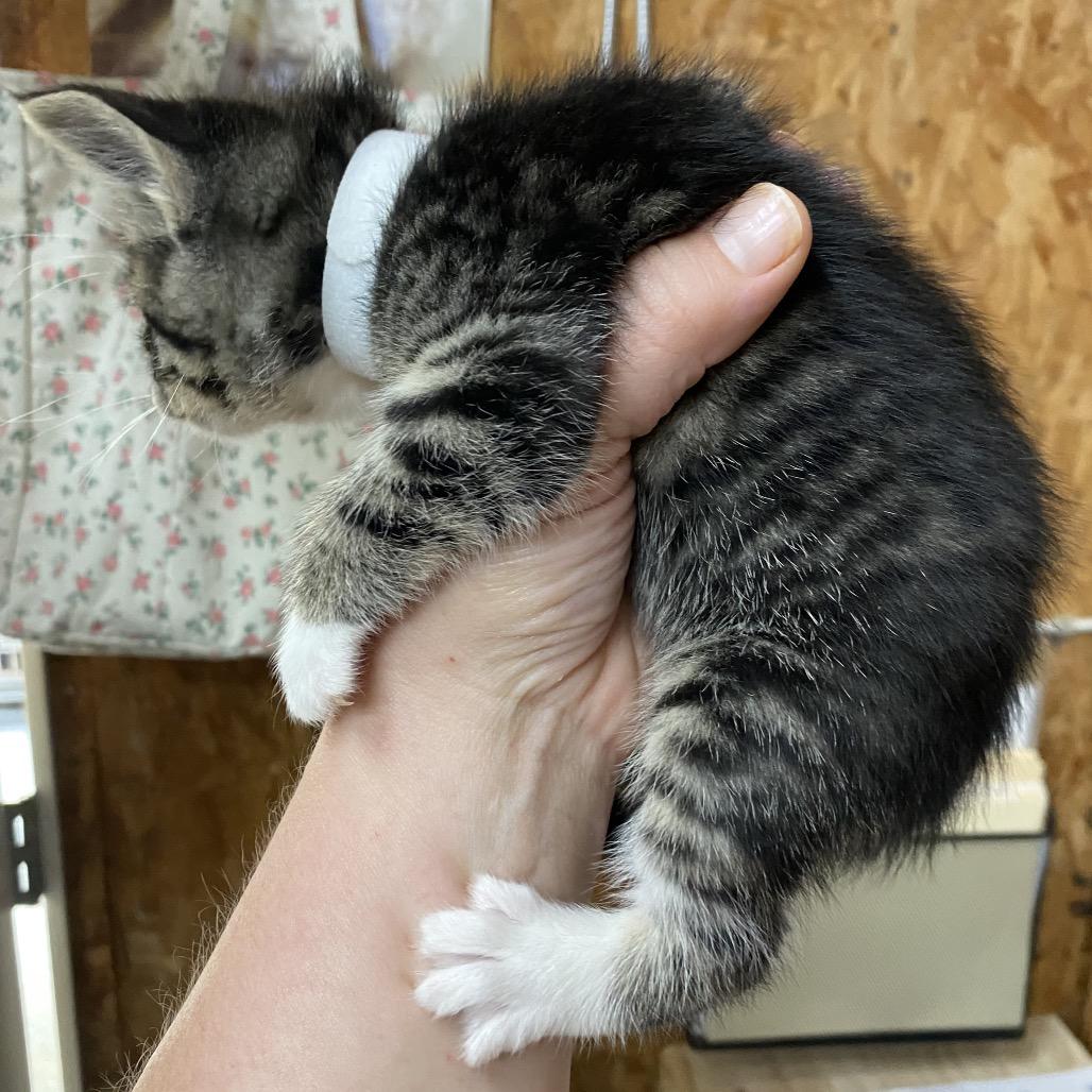 Enlarge Tulip, a Adoptable Domestic Short Hair in Blairsville, GA image 3/6