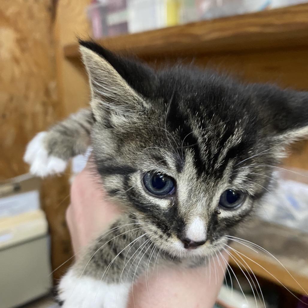Enlarge Tulip, a Adoptable Domestic Short Hair in Blairsville, GA image 4/6