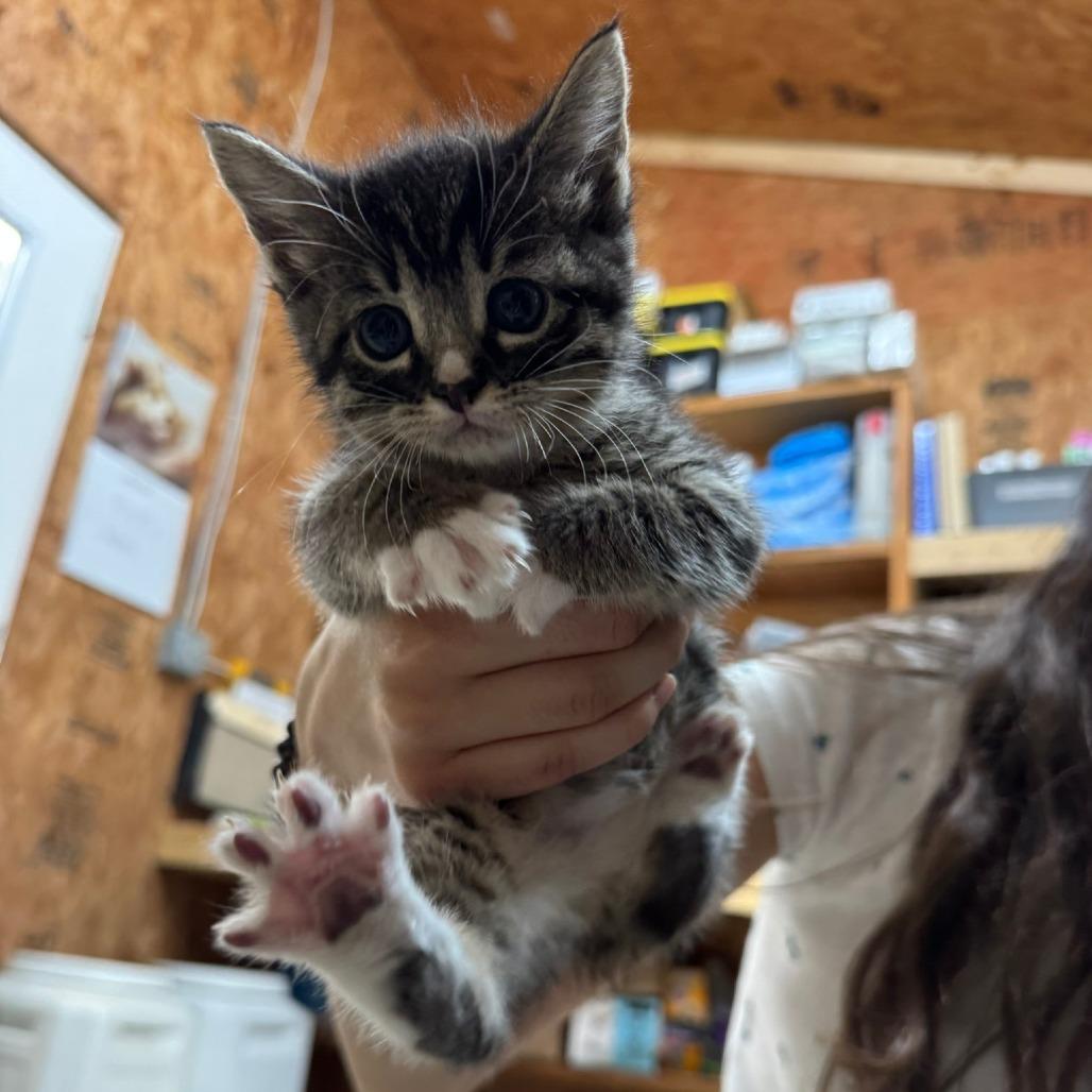 Enlarge Tulip, a Adoptable Domestic Short Hair in Blairsville, GA image 5/6