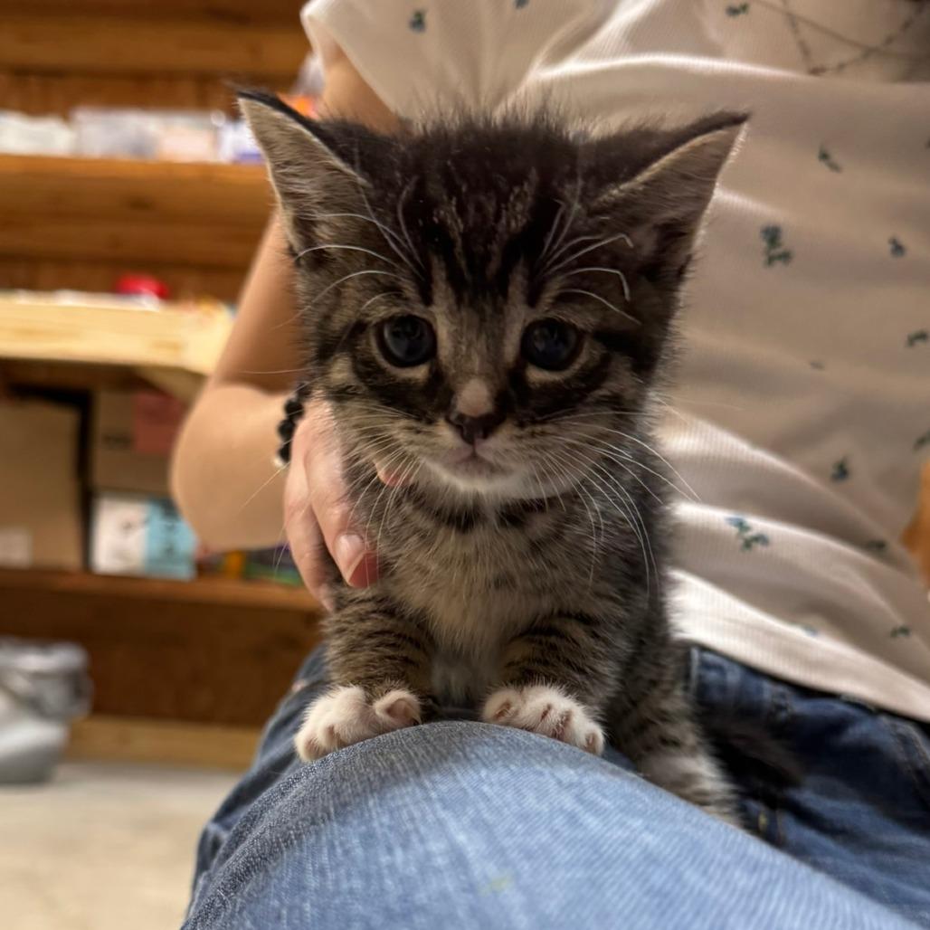 Enlarge Tulip, a Adoptable Domestic Short Hair in Blairsville, GA image 6/6