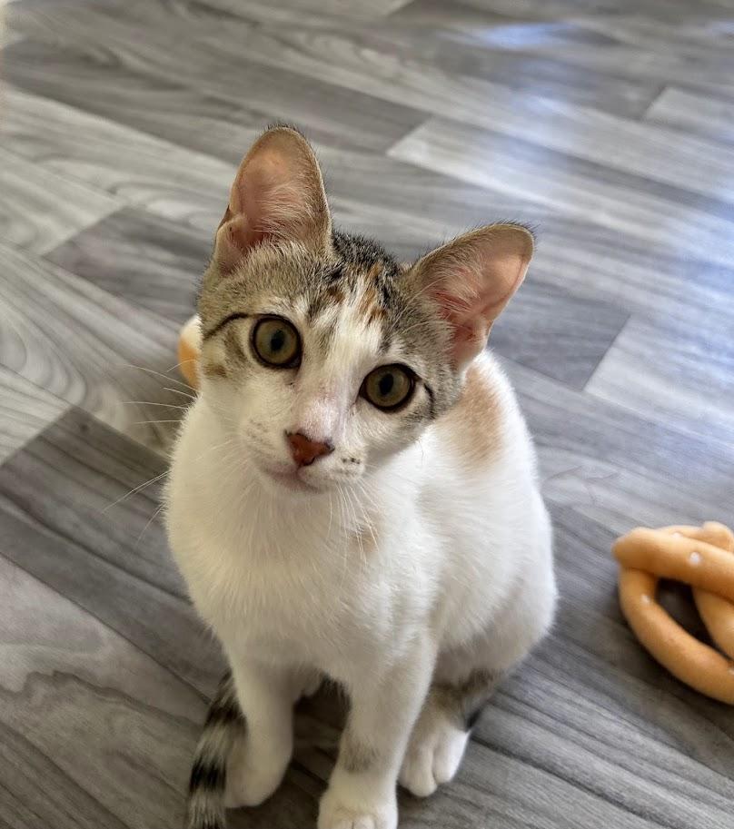 Ashling, ADOPTABLE, Kitten Female Domestic Short Hair.