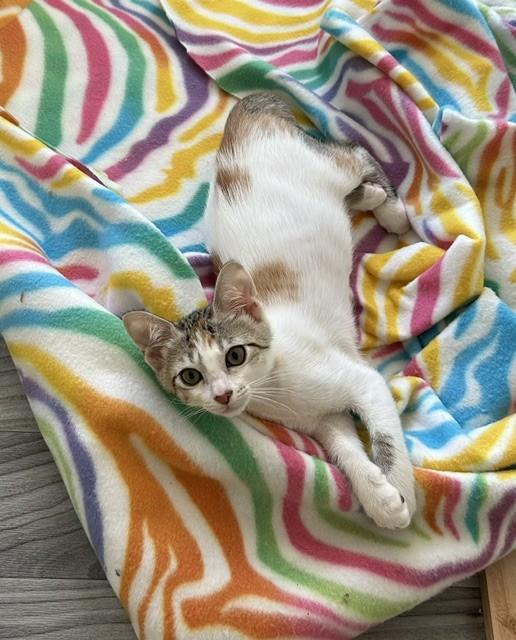 Ashling, a ADOPTABLE Domestic Short Hair in Portland, OR image 4/6