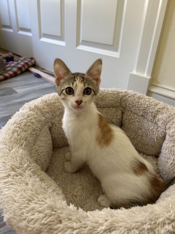 Ashling, a ADOPTABLE Domestic Short Hair in Portland, OR image 2/6