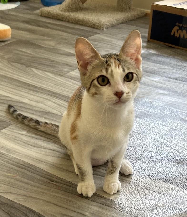 Ashling, a ADOPTABLE Domestic Short Hair in Portland, OR image 3/6