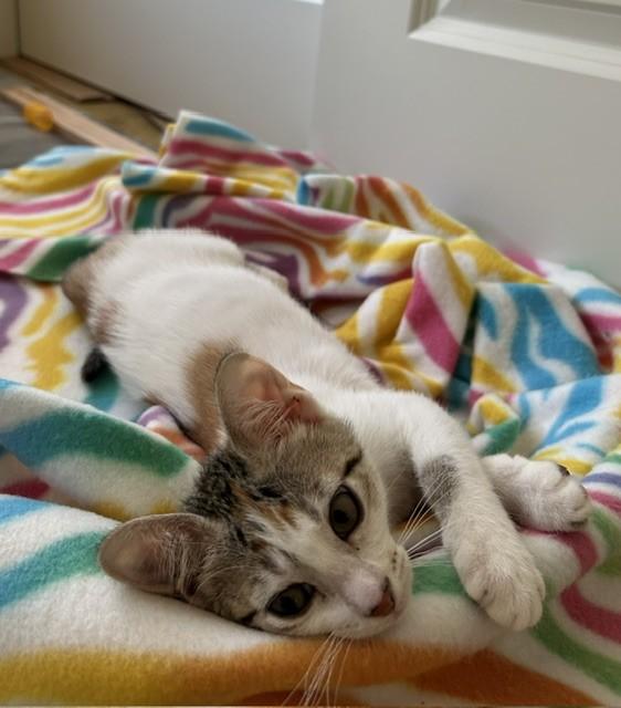 Ashling, a ADOPTABLE Domestic Short Hair in Portland, OR image 6/6
