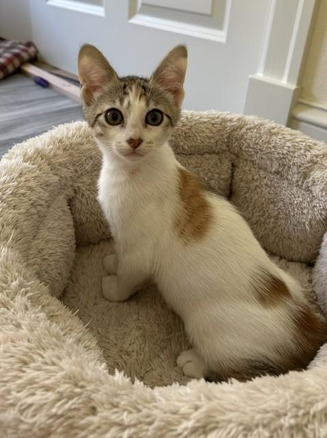 Ashling, a ADOPTABLE Domestic Short Hair in Portland, OR image 5/6