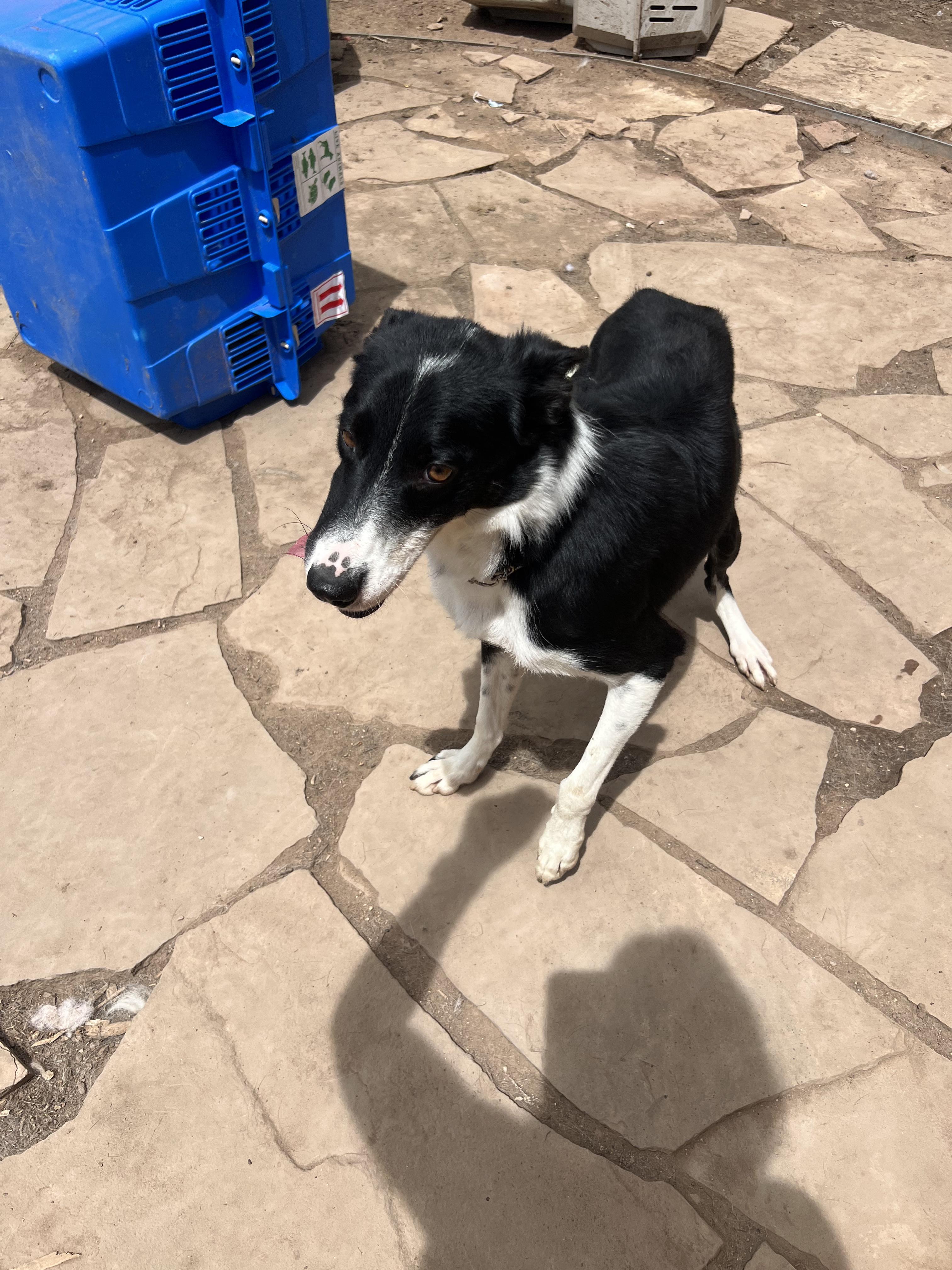 Atticus, a ADOPTABLE Border Collie in Fort Collins, CO image 3/3