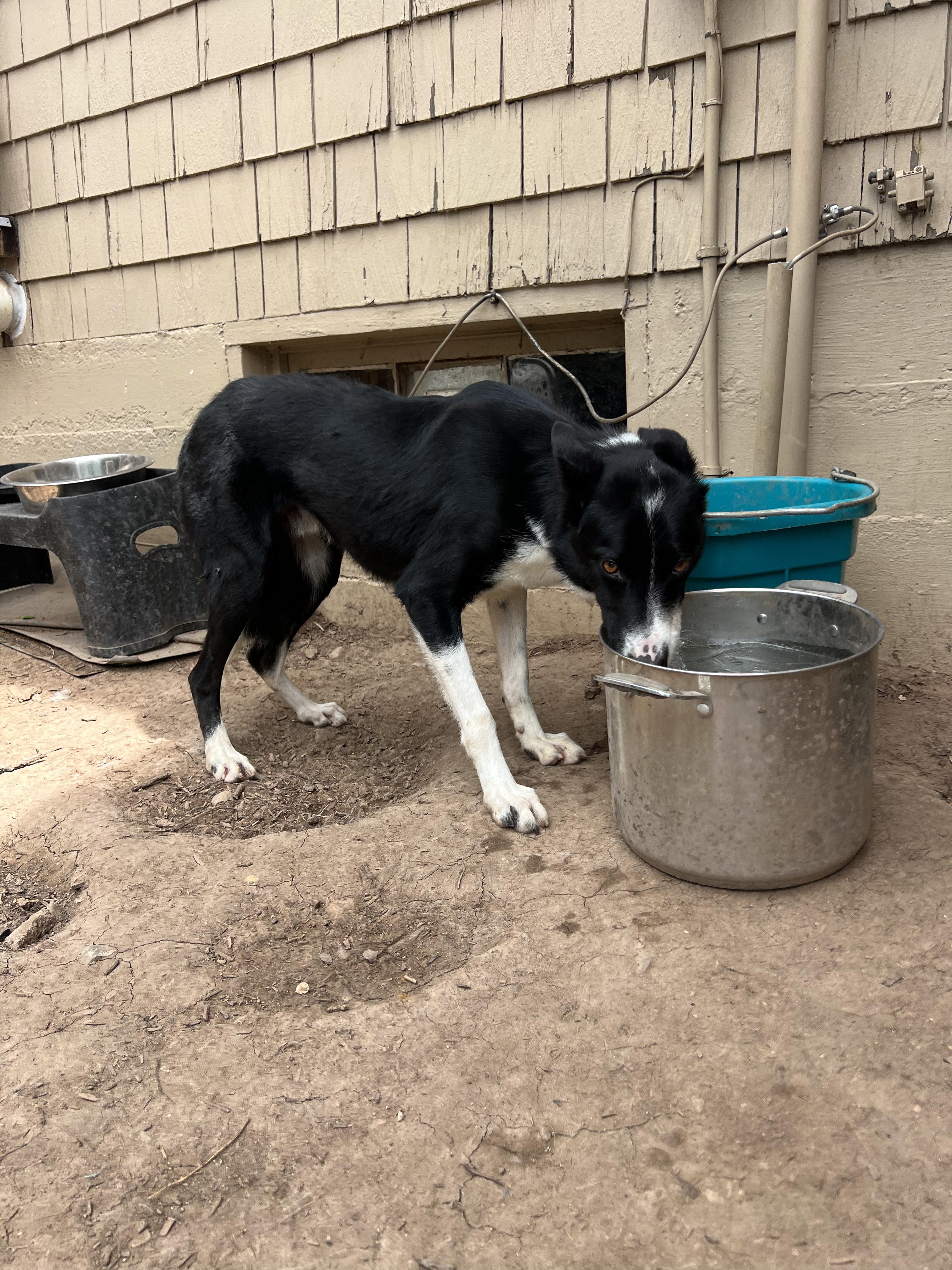 Atticus, a ADOPTABLE Border Collie in Fort Collins, CO image 2/3