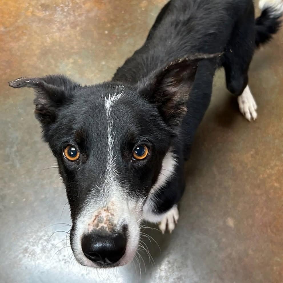 Atticus, ADOPTABLE, Young Male Border Collie.