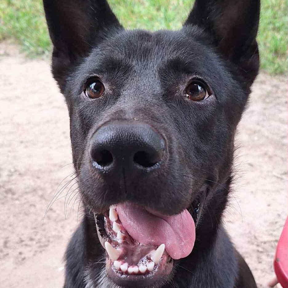 Ace, Baby Male German Shepherd Dog