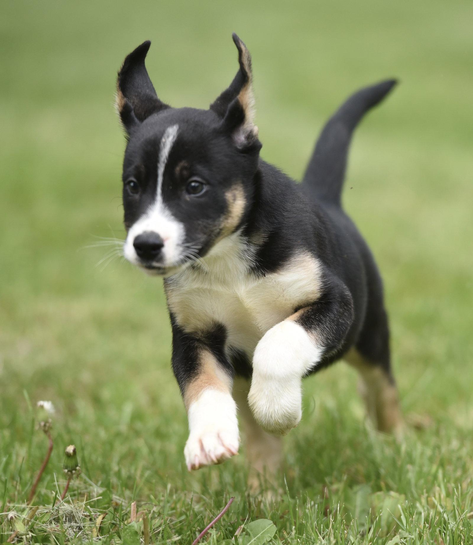 Aidan, a Adoptable mixed breed in Mechanicsburg, PA image 1/3