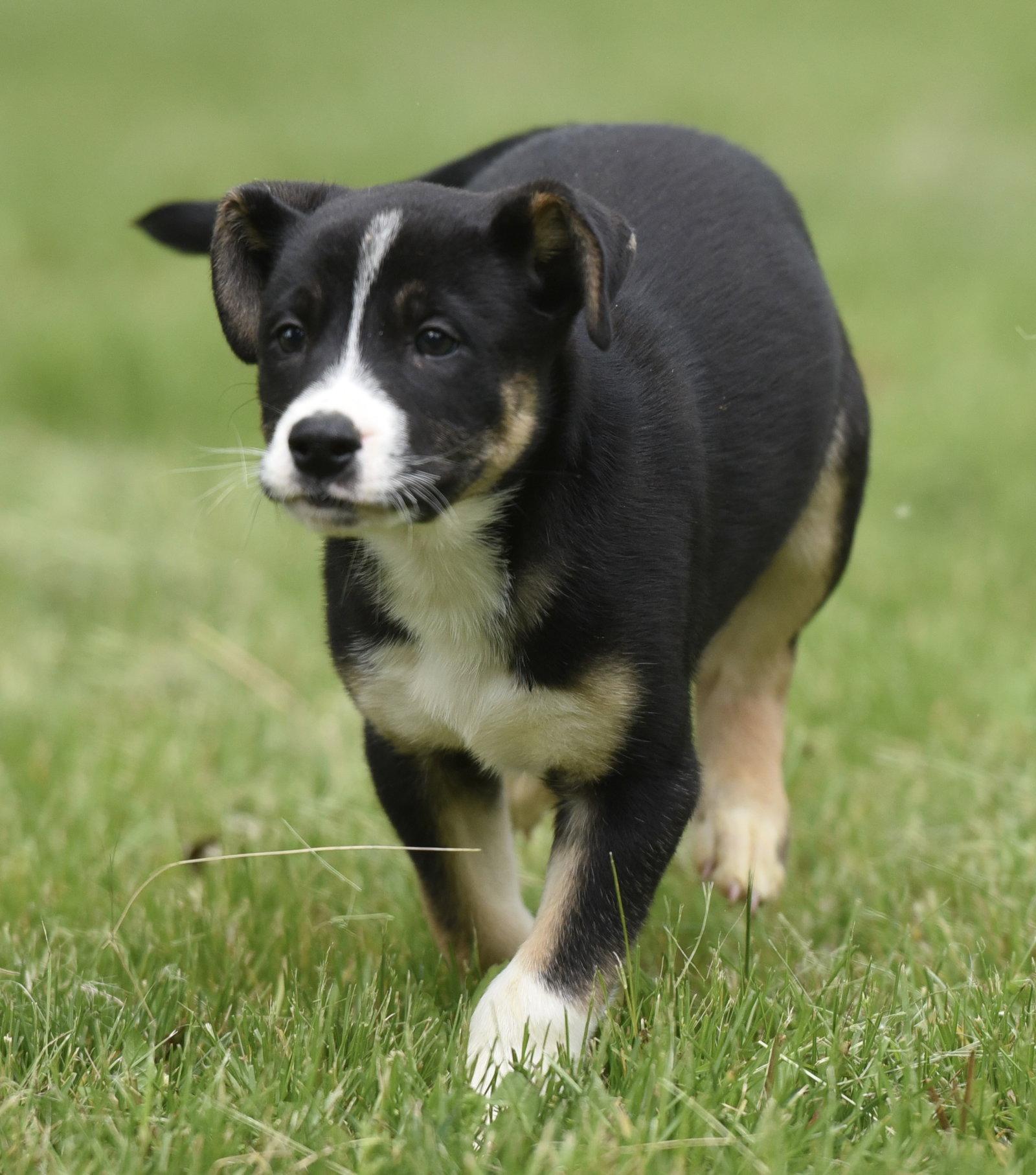 Aidan, a Adoptable mixed breed in Mechanicsburg, PA image 2/3