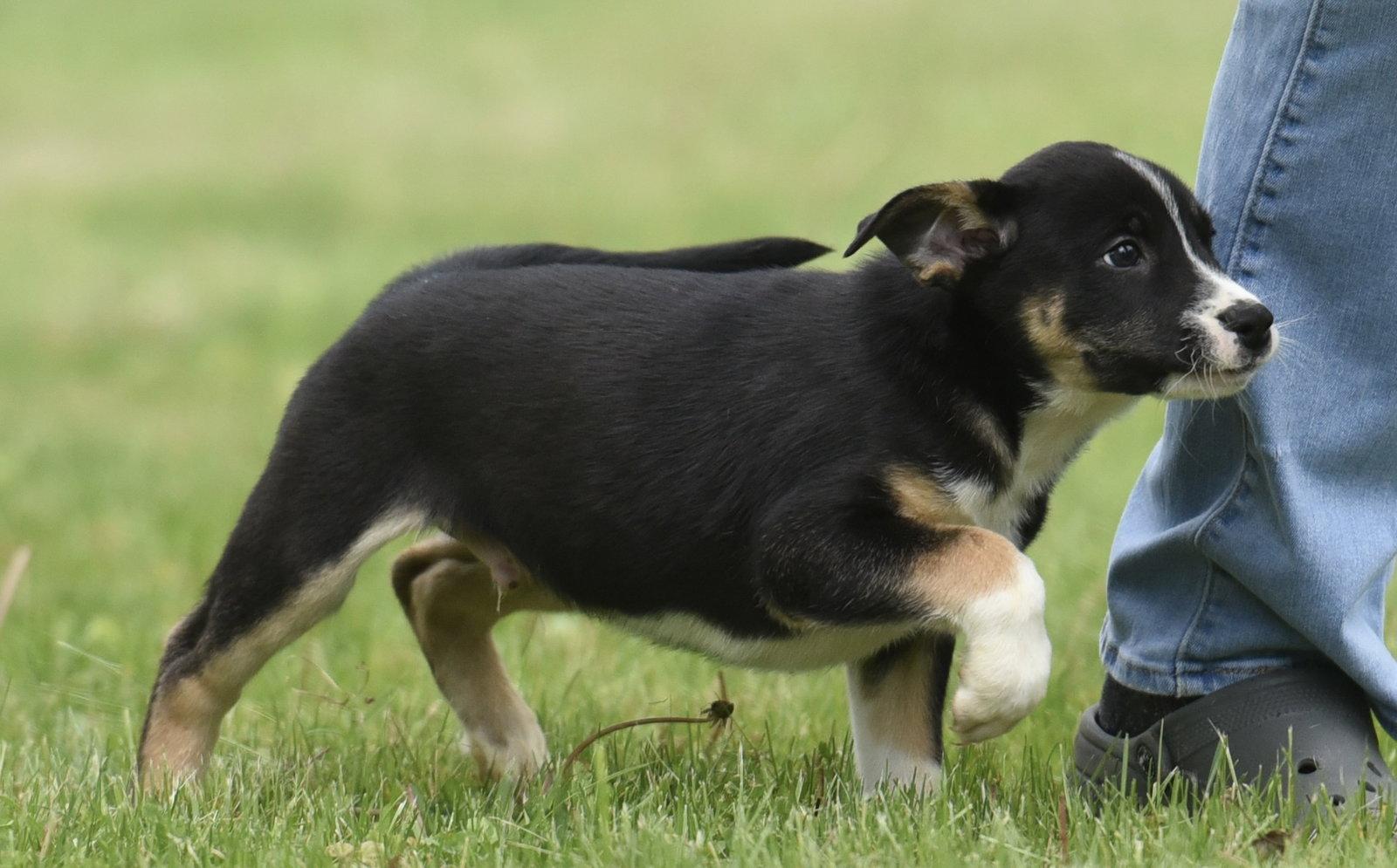 Aidan, a Adoptable mixed breed in Mechanicsburg, PA image 3/3