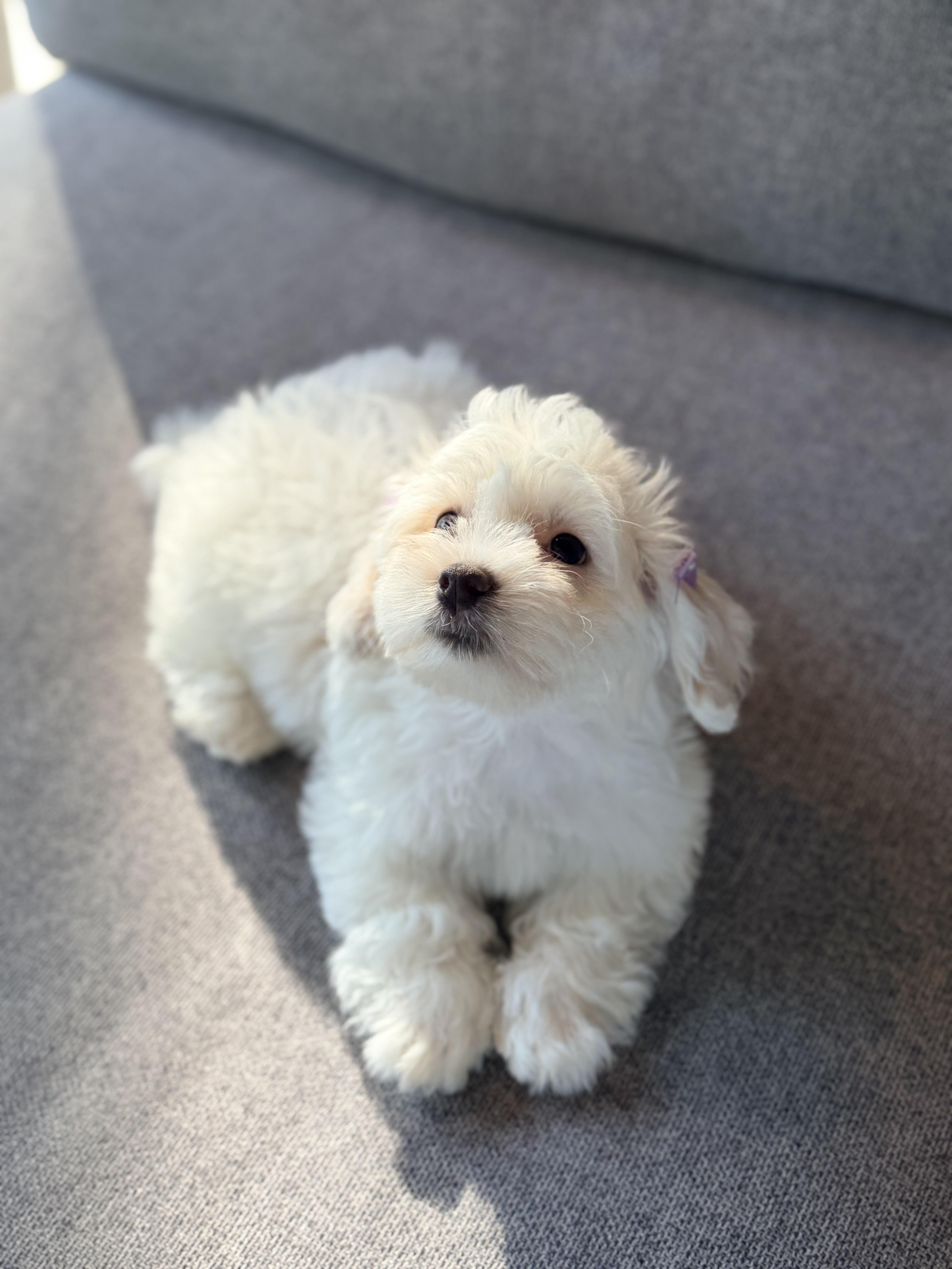 Enlarge Yuki, a Adopted Miniature Poodle in Bonney Lake, WA image 2/5