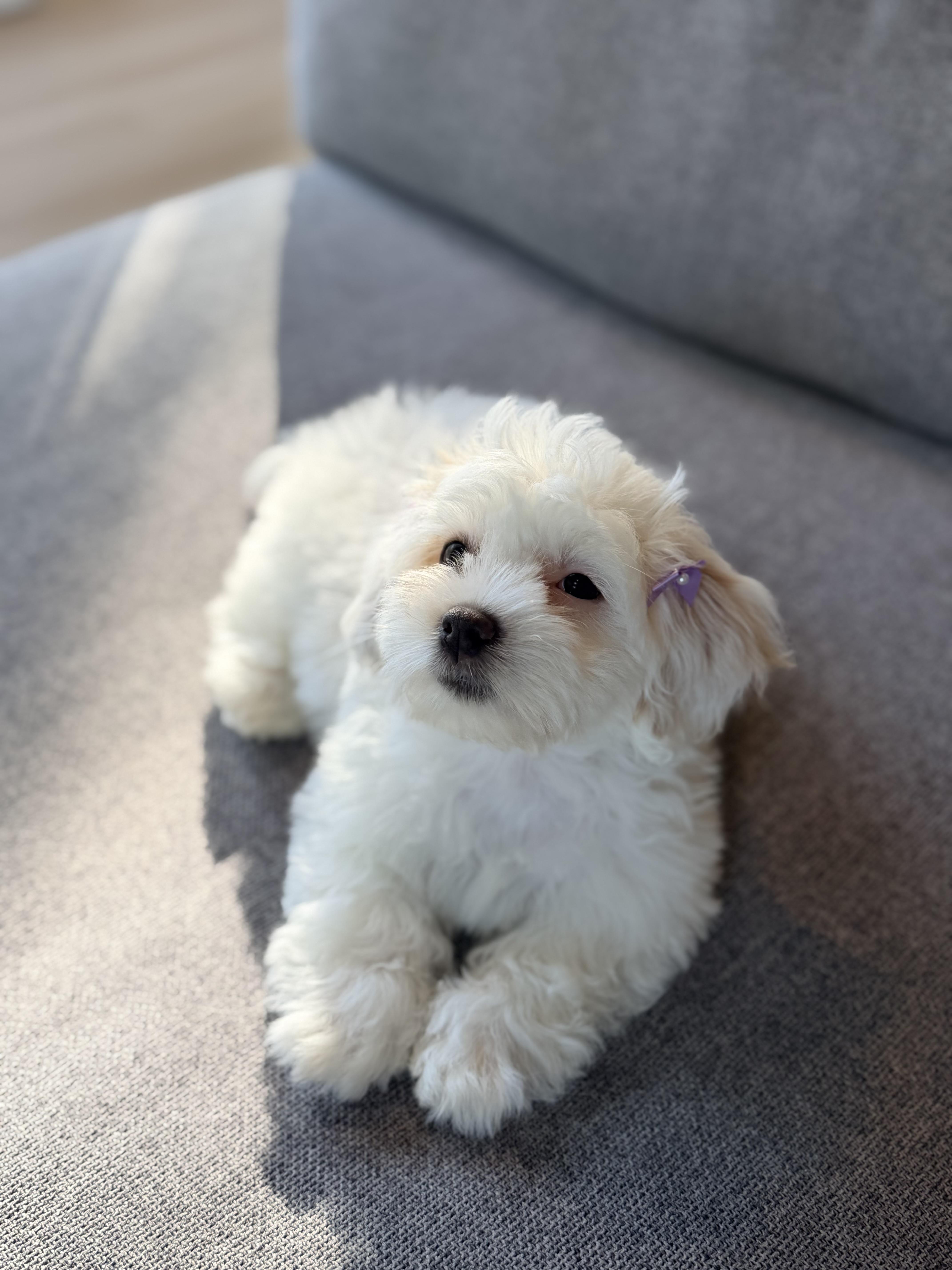 Enlarge Yuki, a Adopted Miniature Poodle in Bonney Lake, WA image 3/5