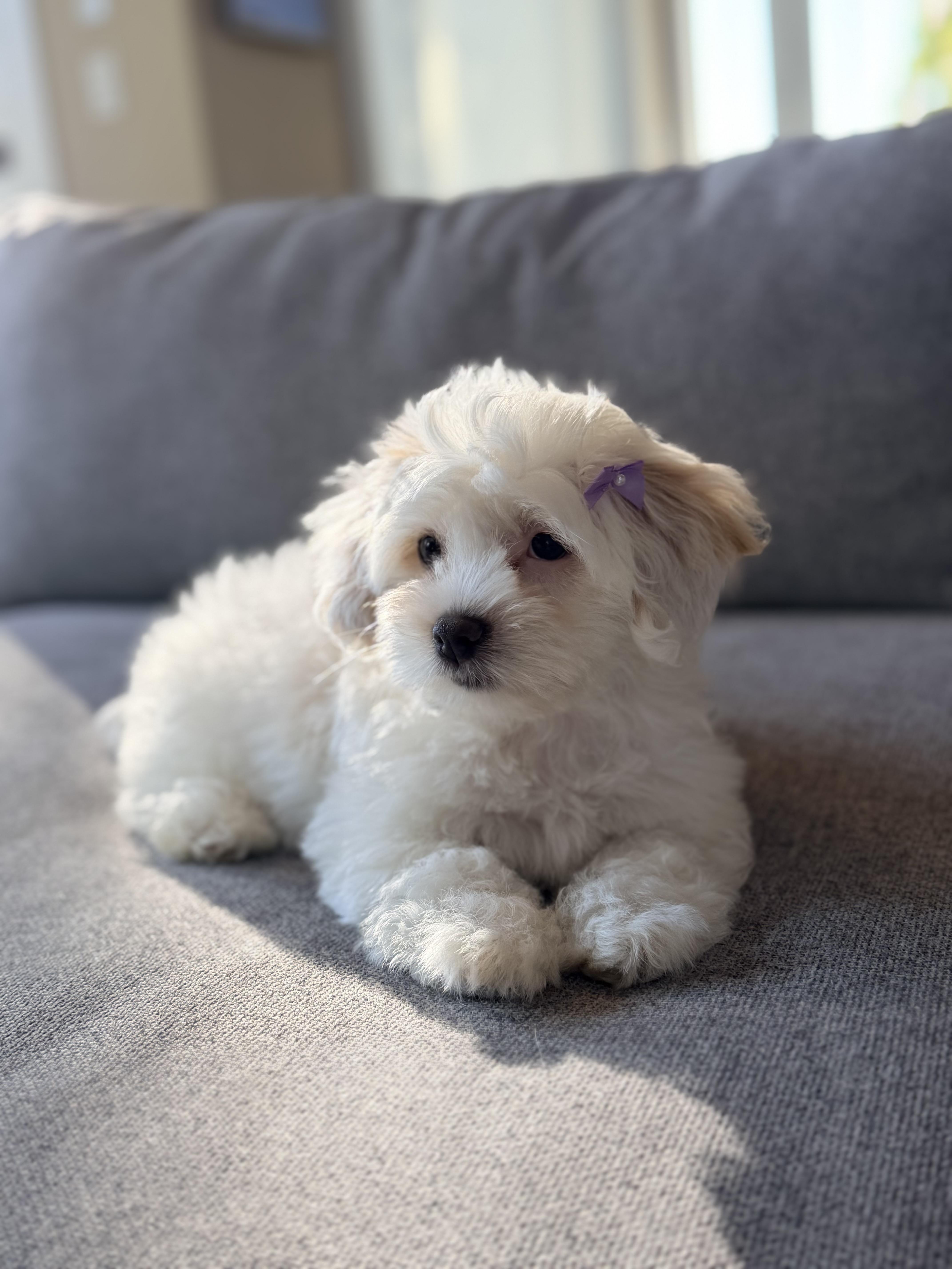 Enlarge Yuki, a Adopted Miniature Poodle in Bonney Lake, WA image 1/5