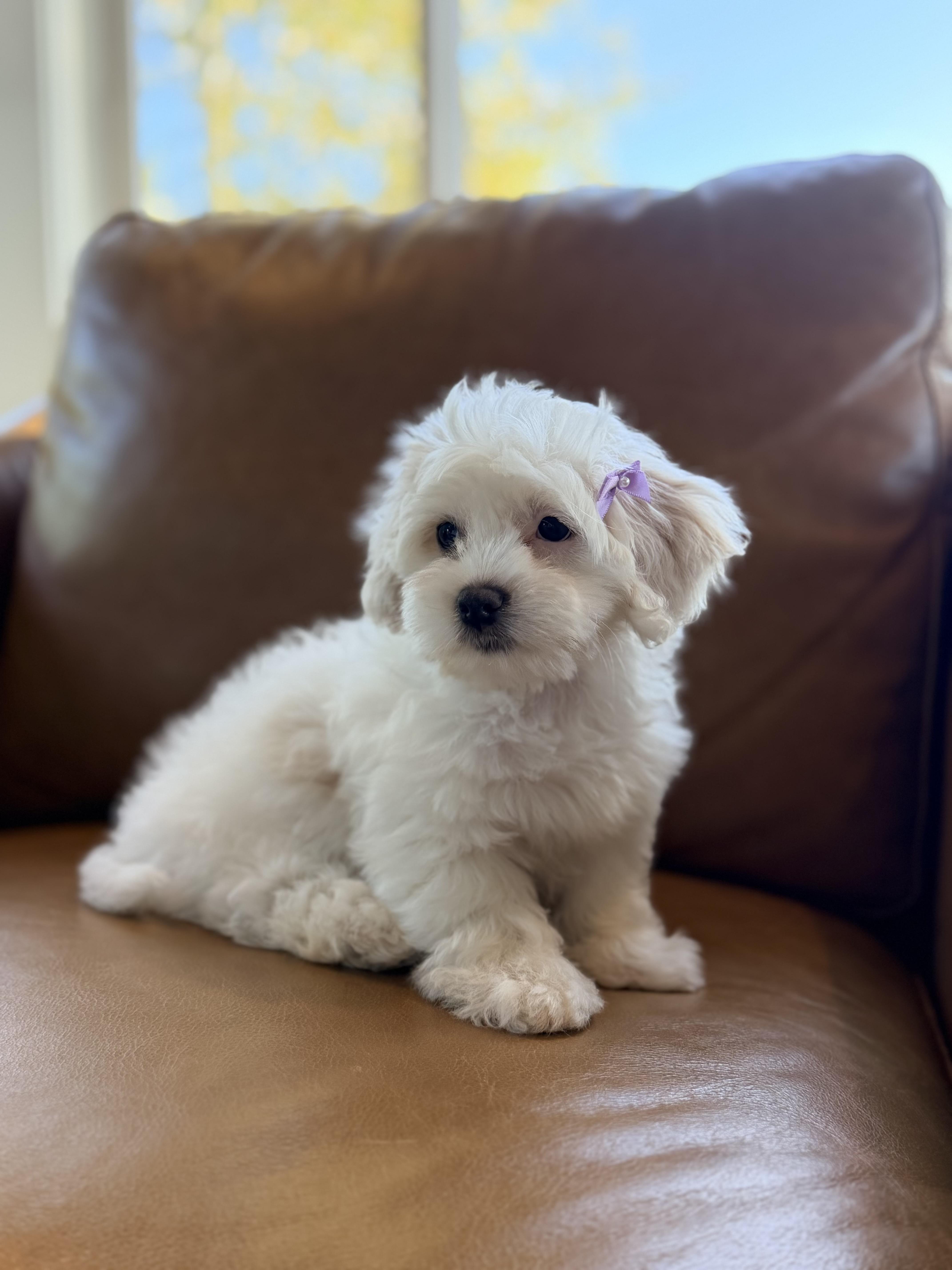 Enlarge Yuki, a Adopted Miniature Poodle in Bonney Lake, WA image 5/5