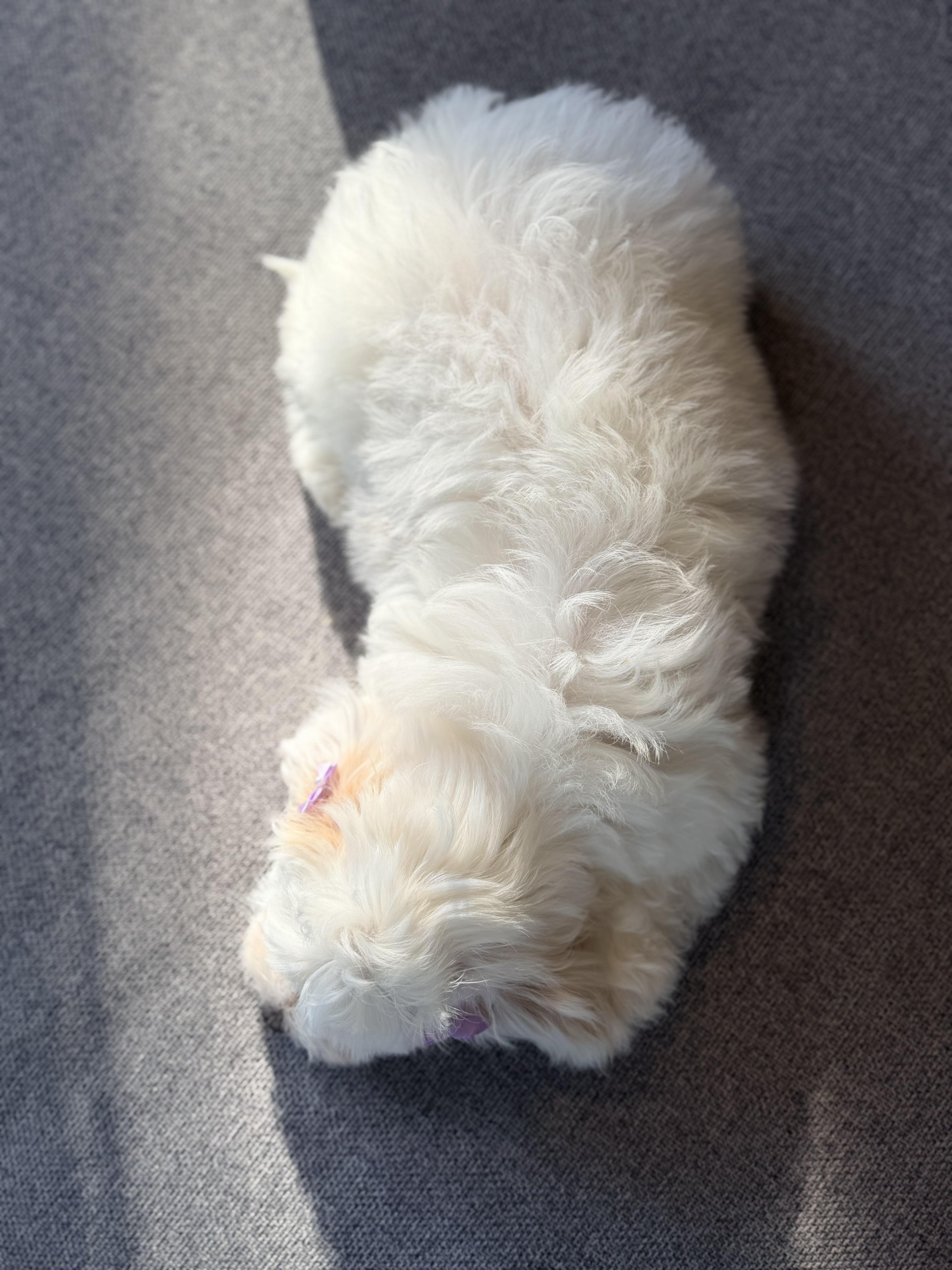 Enlarge Yuki, a Adopted Miniature Poodle in Bonney Lake, WA image 4/5